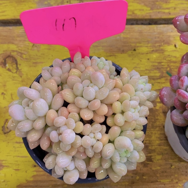 张开心多肉植物多肉