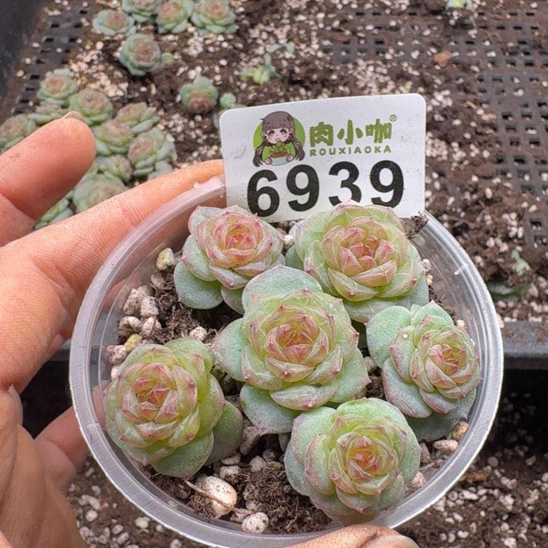 多肉植物多肉植物