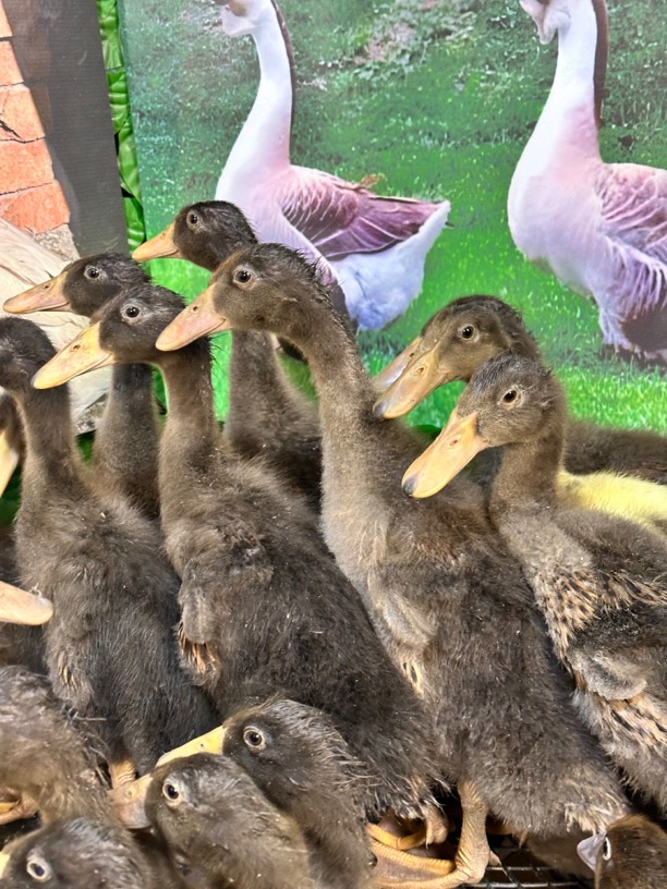 正宗金锭绿壳蛋鸭高山脱温金锭鸭肉质鲜美包邮发货预包装