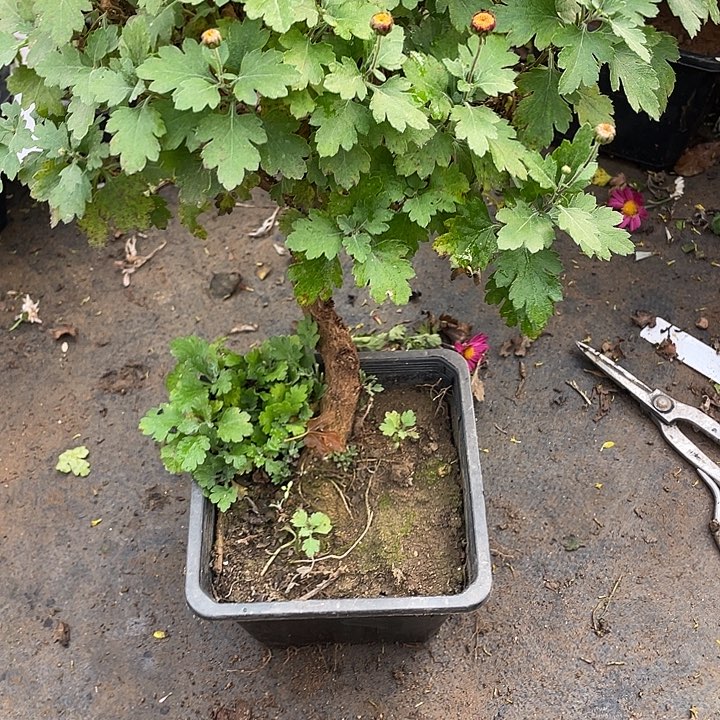 C****58菊花菊花菊花家