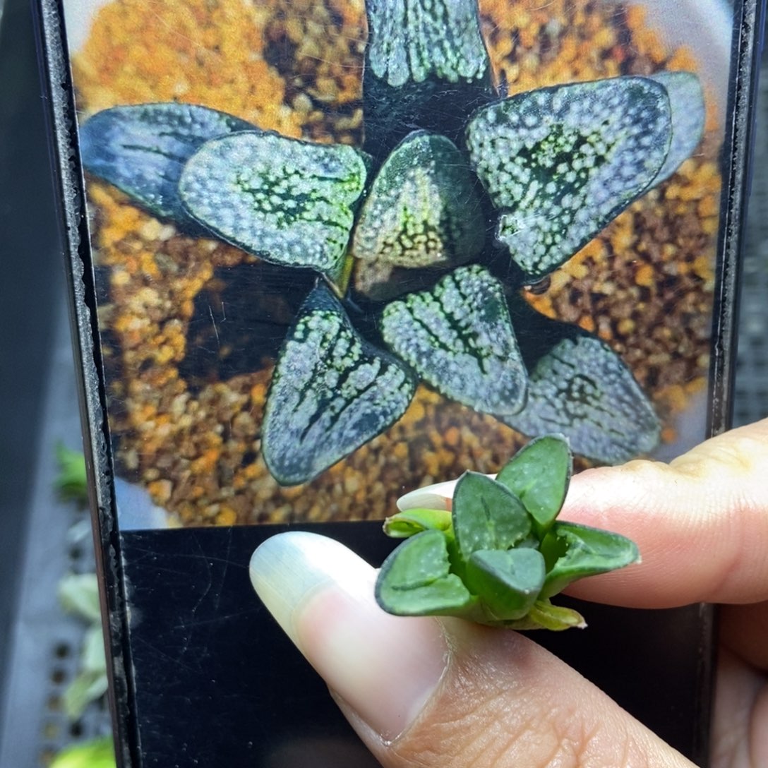 是是是是是是是是是寿