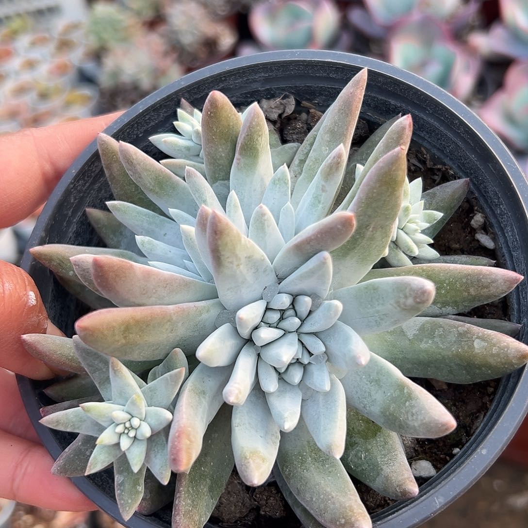 多肉植物贝母仙女杯