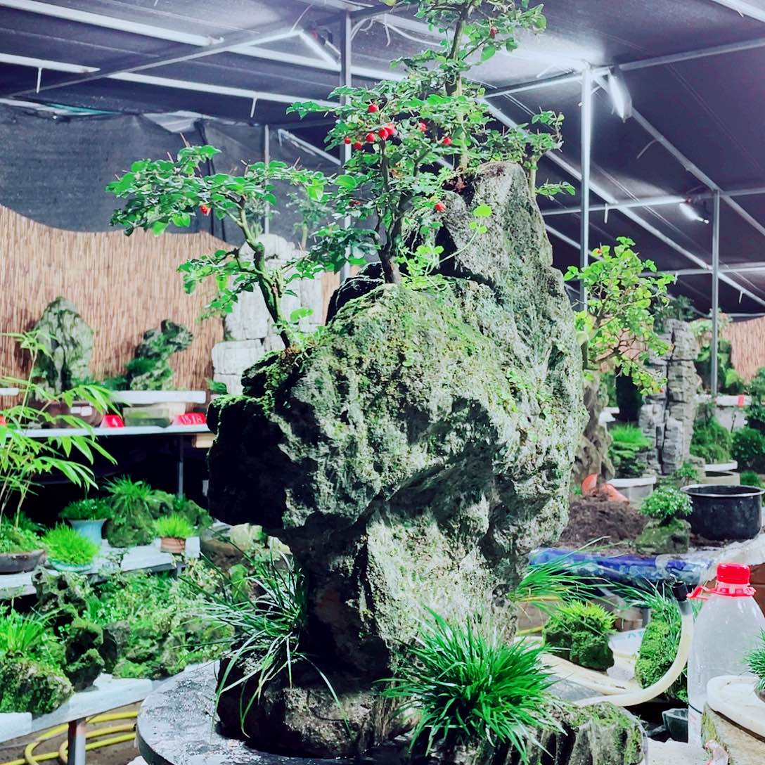 望***空无花朵新品发布的产品质量保证