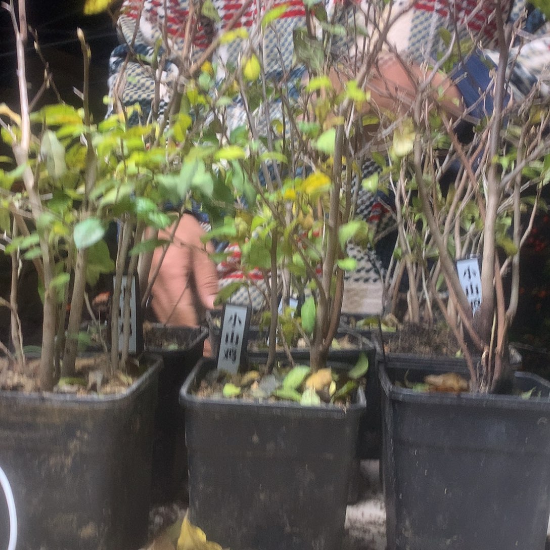 无花朵老鸦一棵树