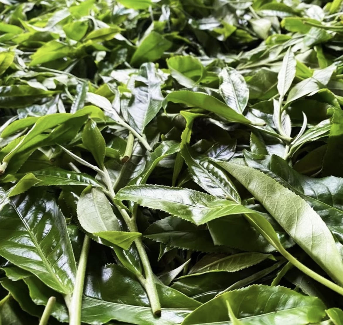 新粉限量10单！冰岛糯伍百年古树 轻柔甜美 纯粹蜜香 没有苦底！