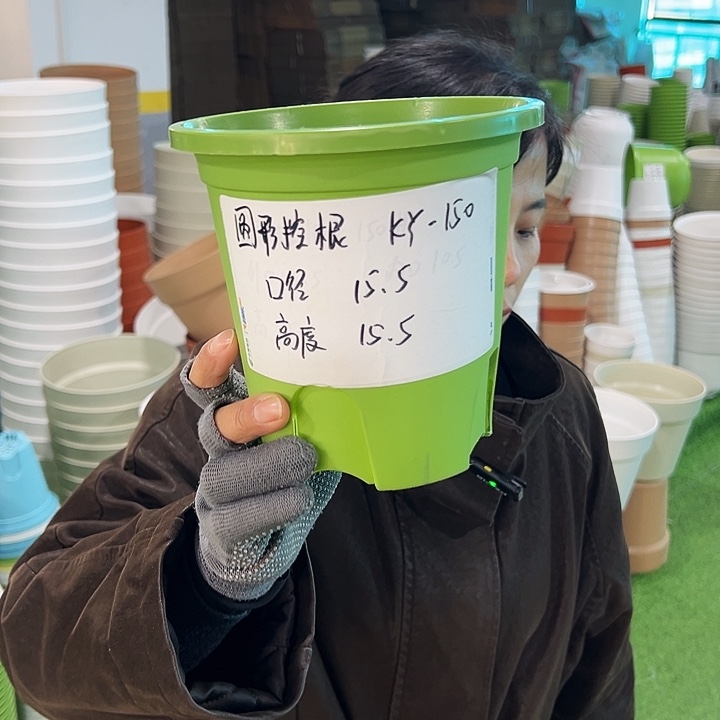 正品圆控口15高15果绿无托10只