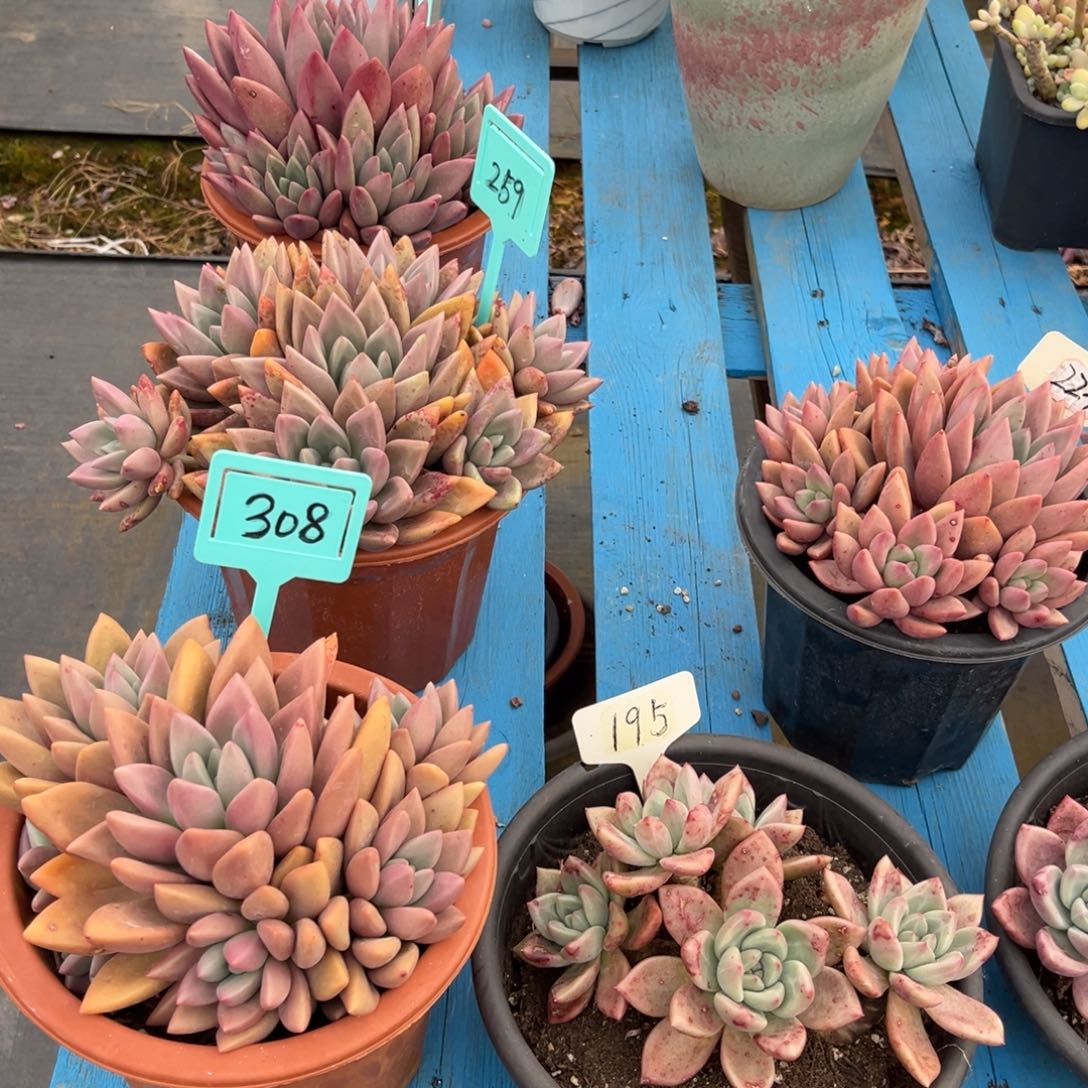 小雨多肉群生桃花源