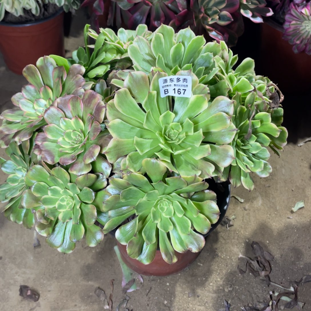 167沙皇多肉法师断枝不包