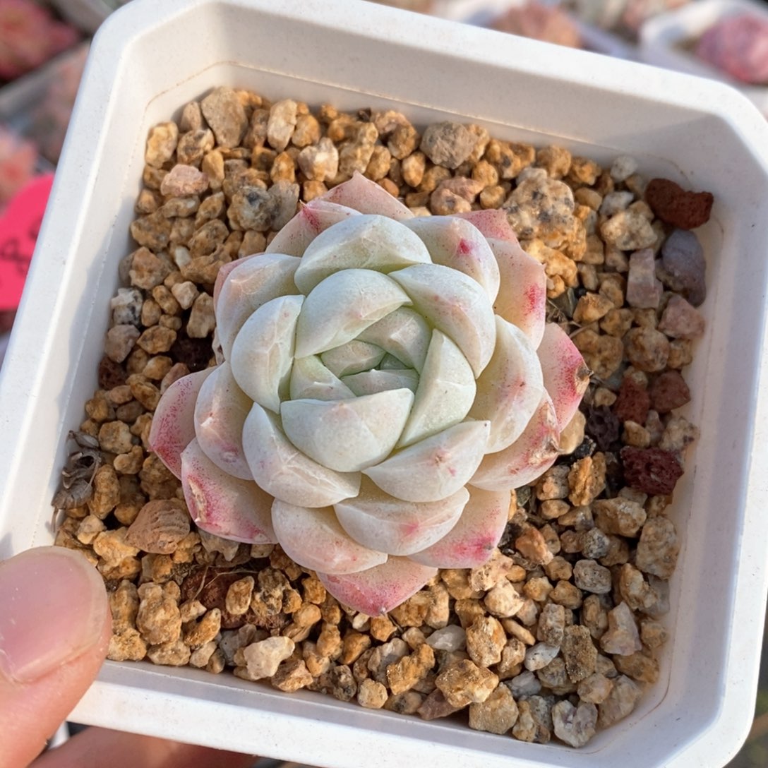 精品多肉一物一拍不包整29