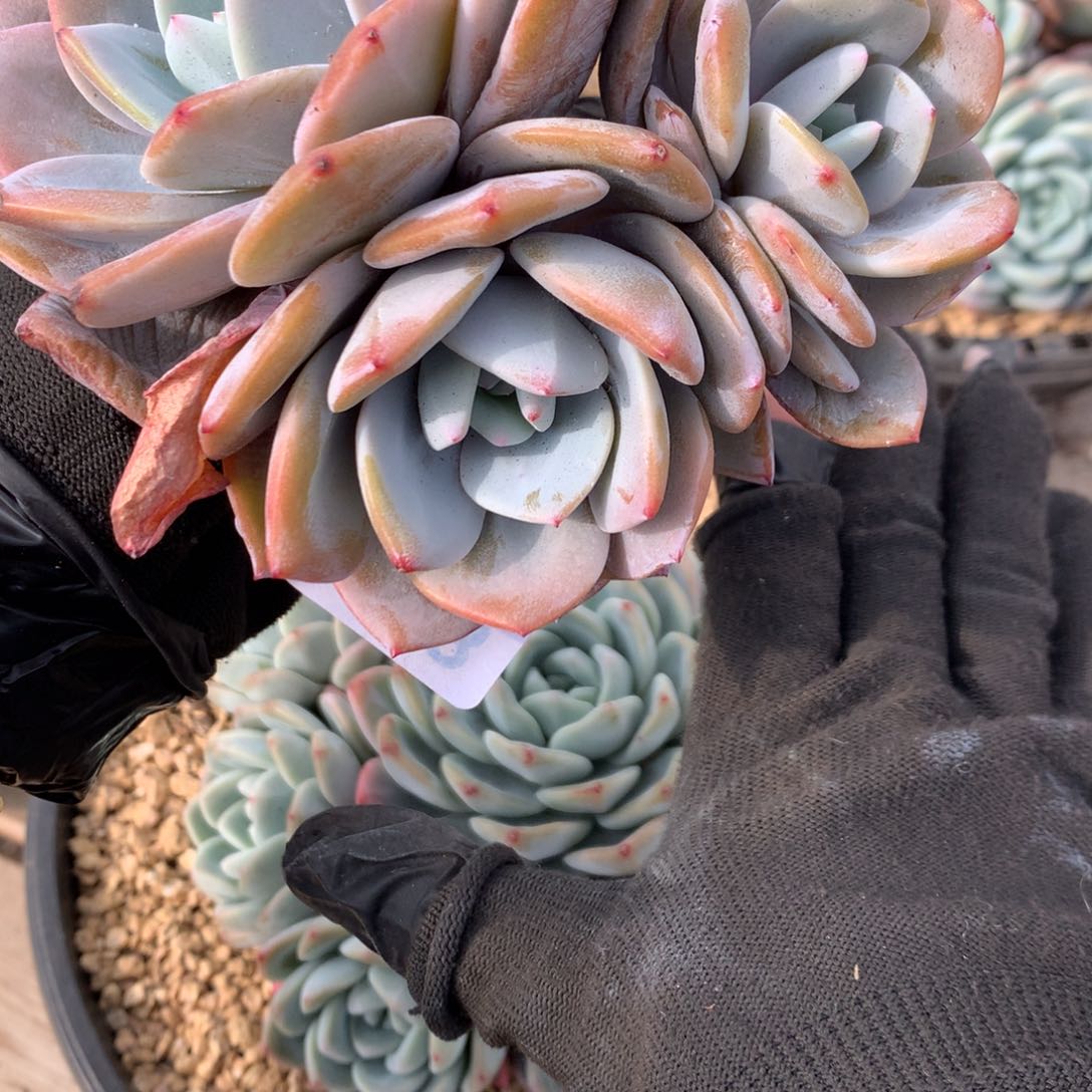 A768 售后范围：签收起7天内，录开箱视频