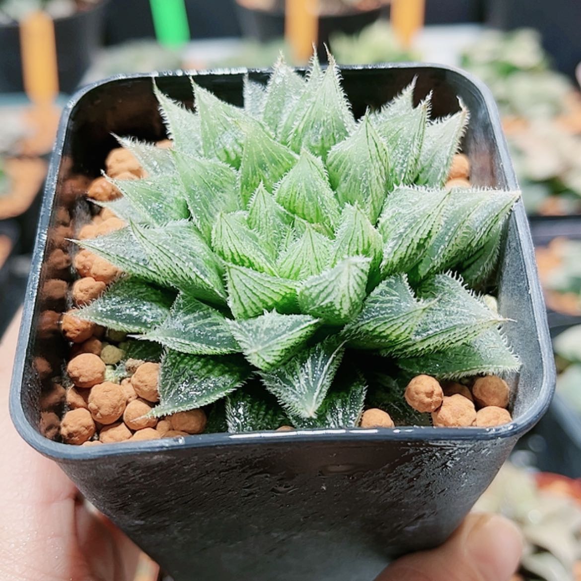 【闪购商品】实生寿