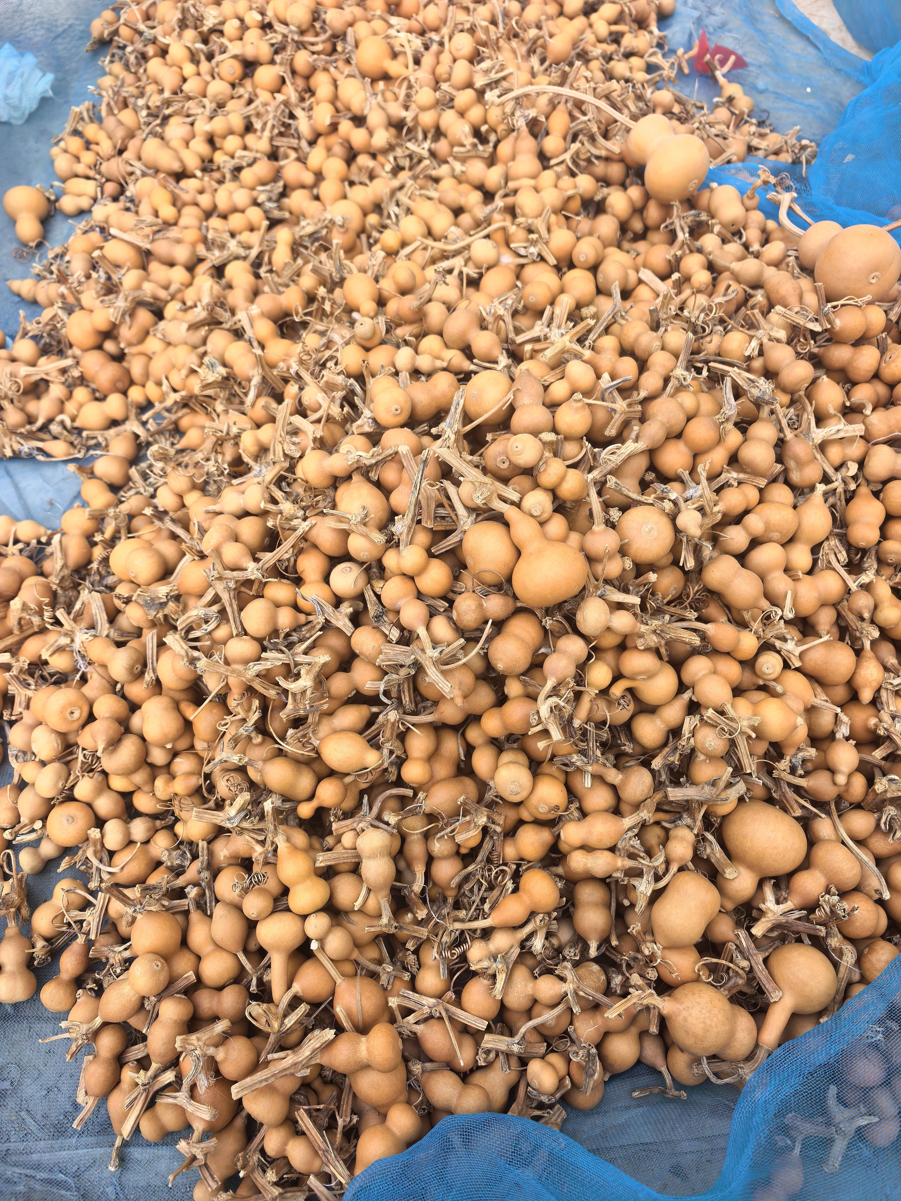 直播专属葫芦批发零售一物一拍完美主义者慎不退不换草里金小葫芦