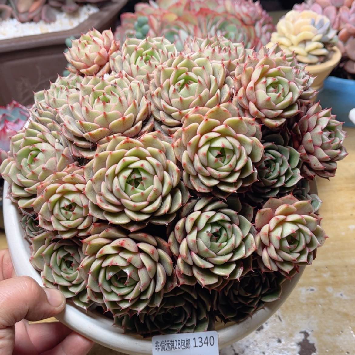 【闪购商品】1340笨吧