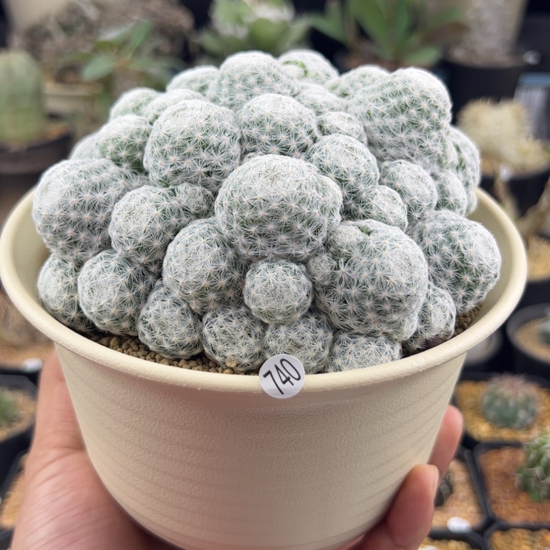 姬春星群14一物一拍740