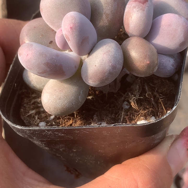 芭比双。（满9.99包邮不满9.99发叶子）