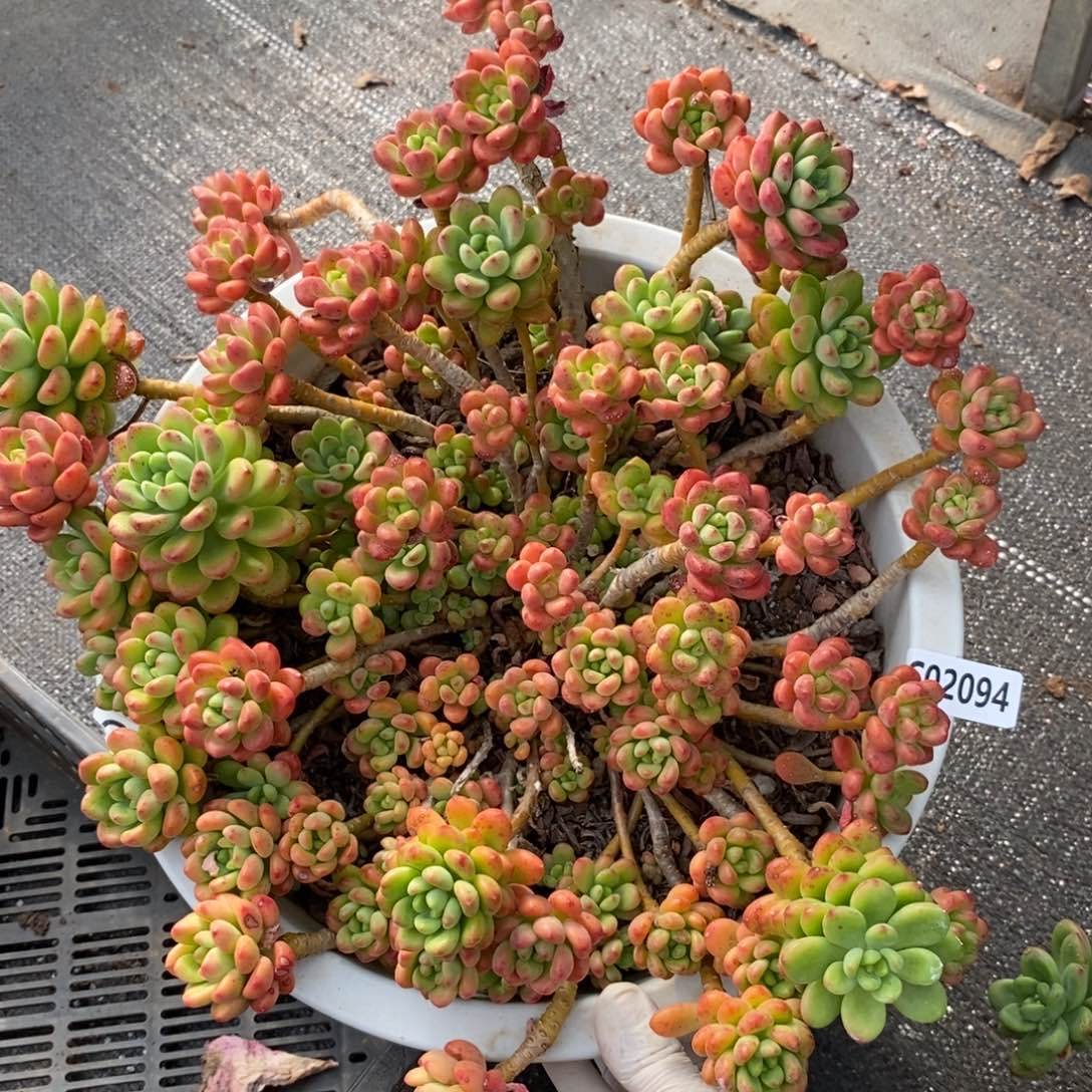 2094香格里拉一物一拍