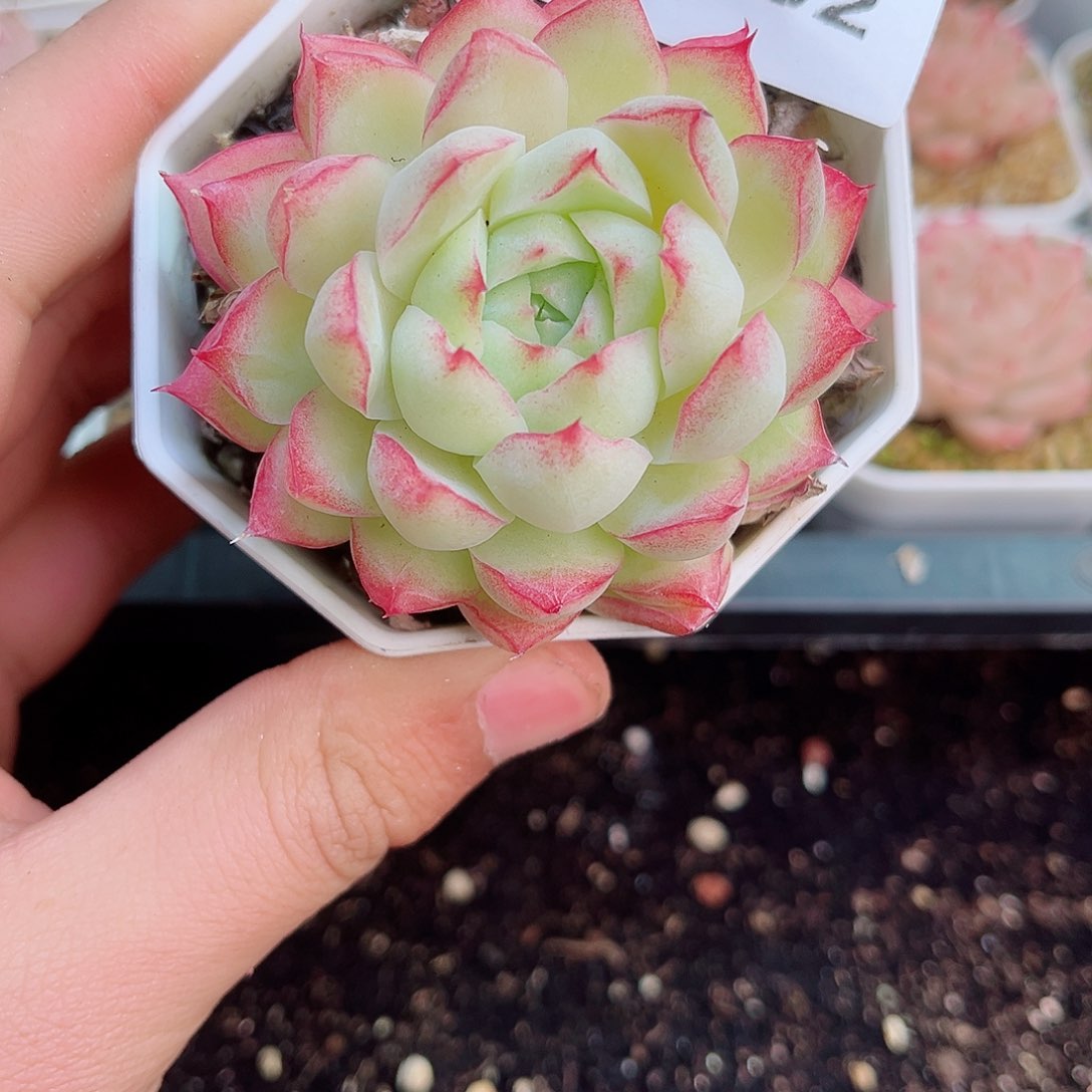 1-762 新疆西藏内蒙不发12.8包邮2-3公分多肉