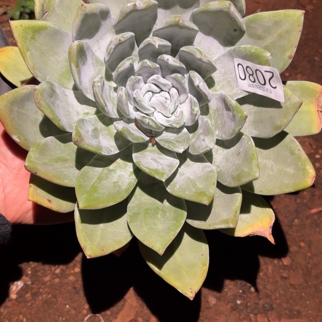 3代杂交仙女杯多肉福利，