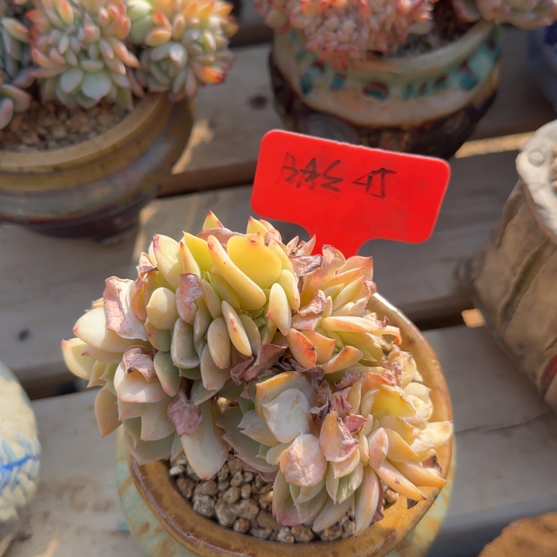 白凤杂缀化五十包邮