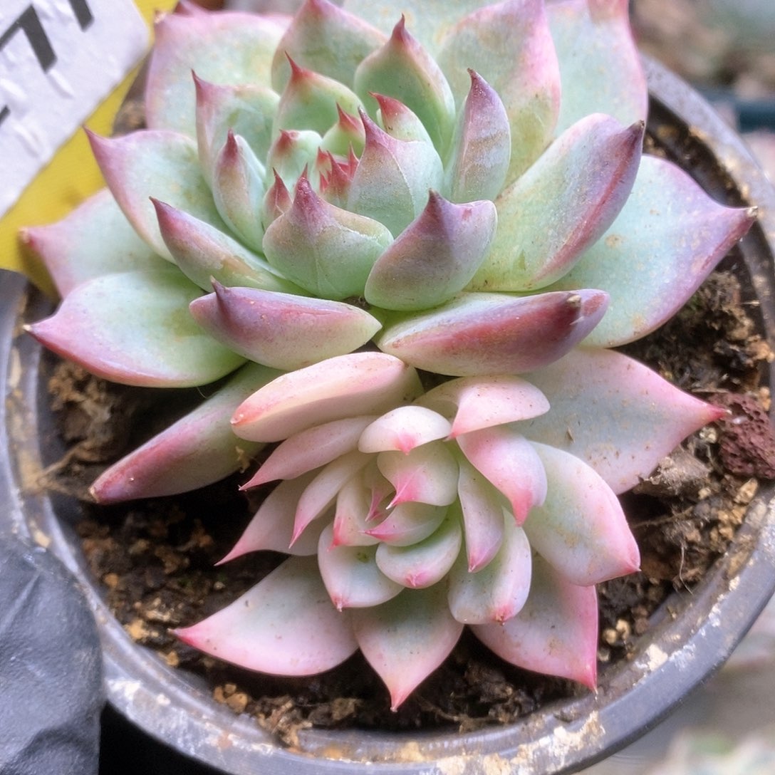 271锦锦锦锦锦锦