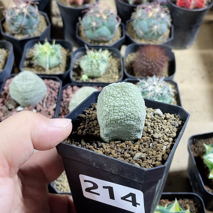 214凝提玉仙人球