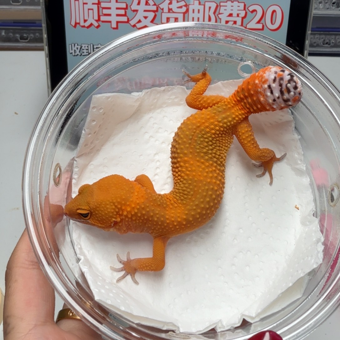 豹纹守宫蜜桔妹妹盾尾