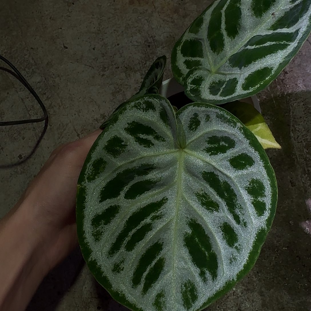 爱***片不开花植物铜锣烧G99