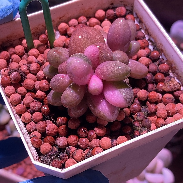 红手指锦多肉植物