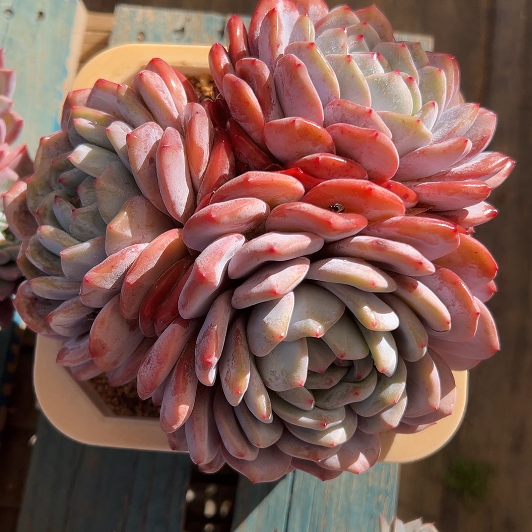 韩橙大群多肉植物