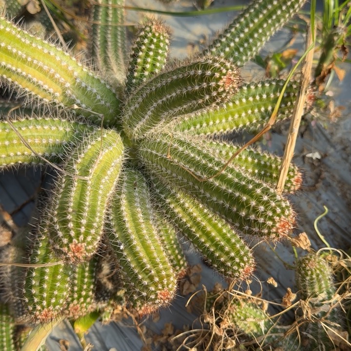 卡****白檀仙人掌群生145一群