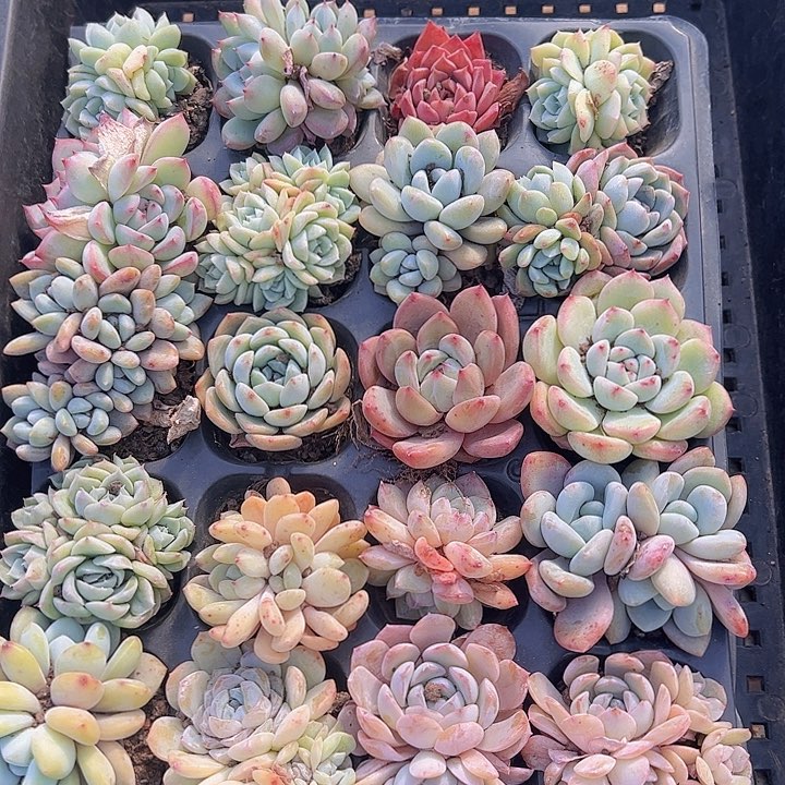 直播福利一物一拍360