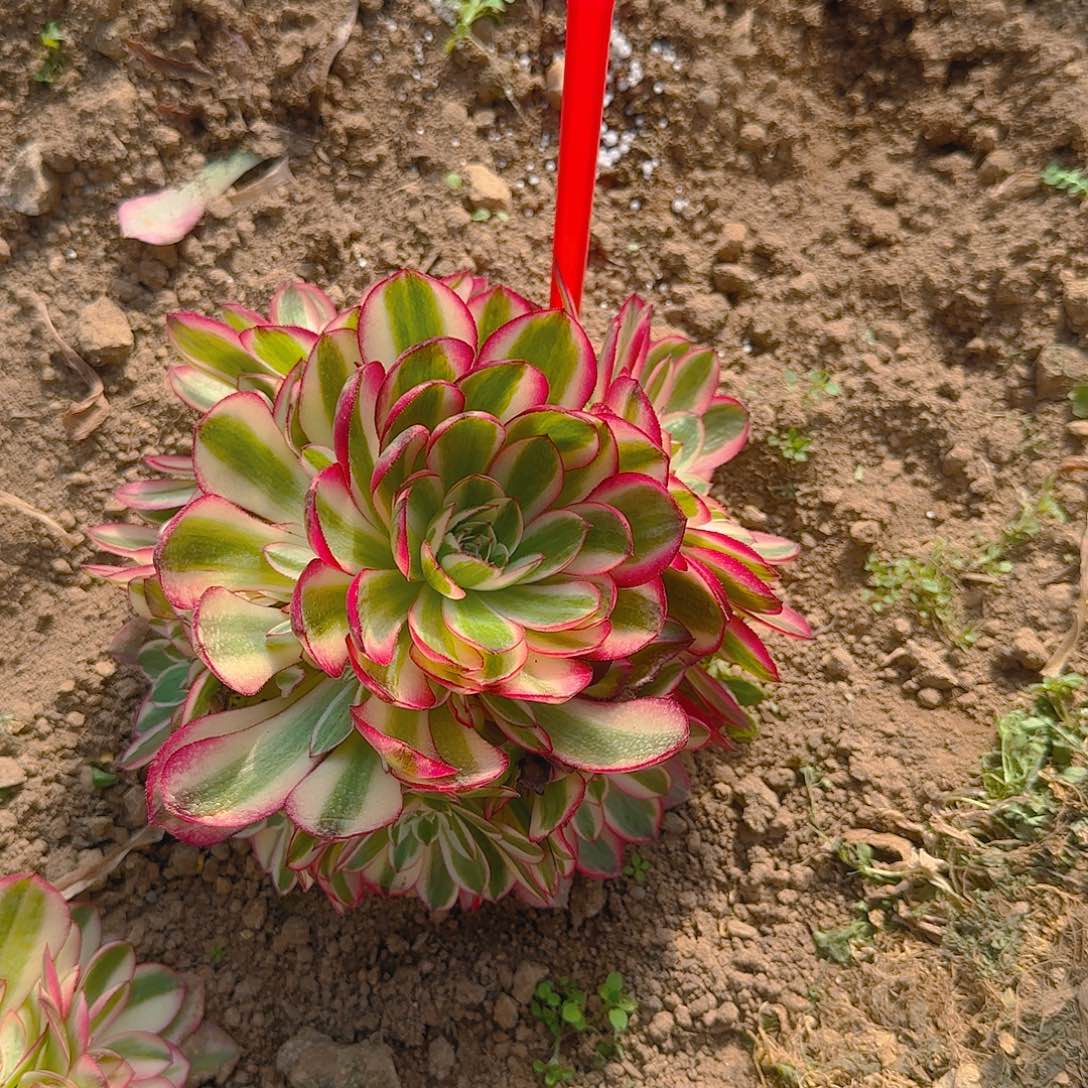 806荔枝多肉哦哦哦