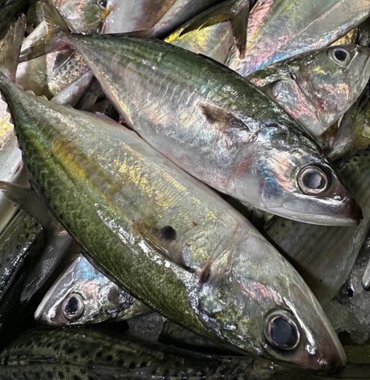 白面鱼照灯广东本港汕尾（肚腩薄，容易弹骨 介意勿拍）送一斤品尝