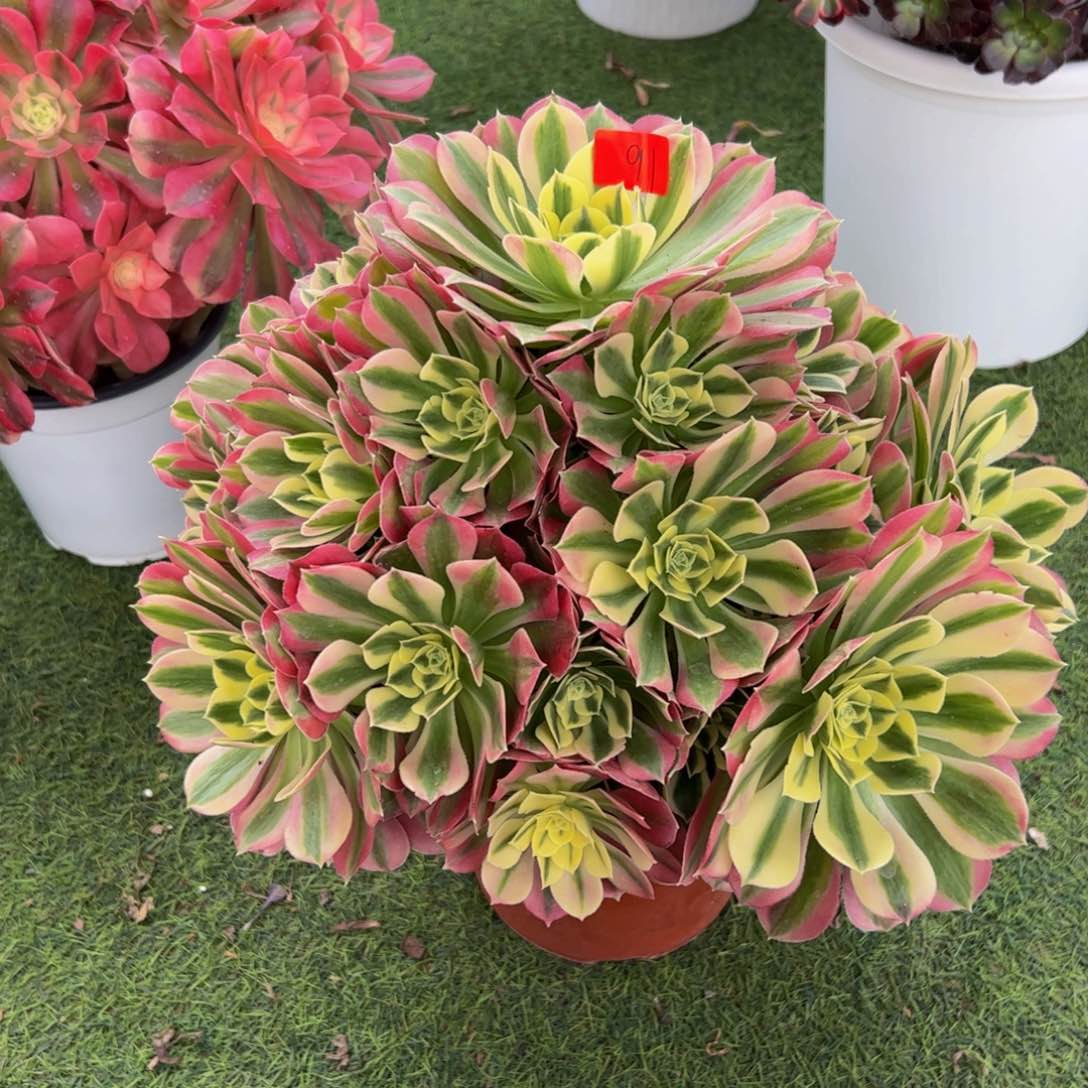 91炖肉植物发货白凤