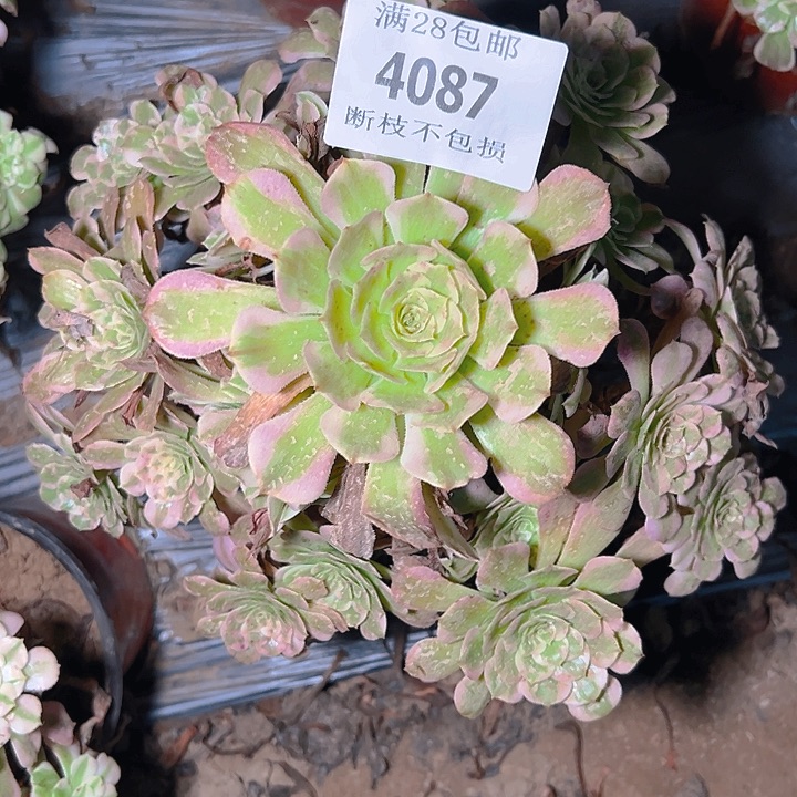 4087霁月多肉植物
