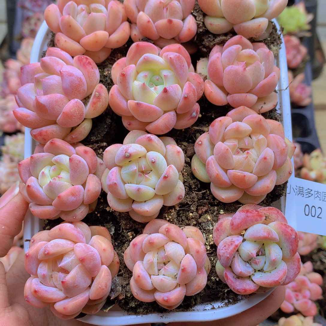 我要去看电影了啊我002