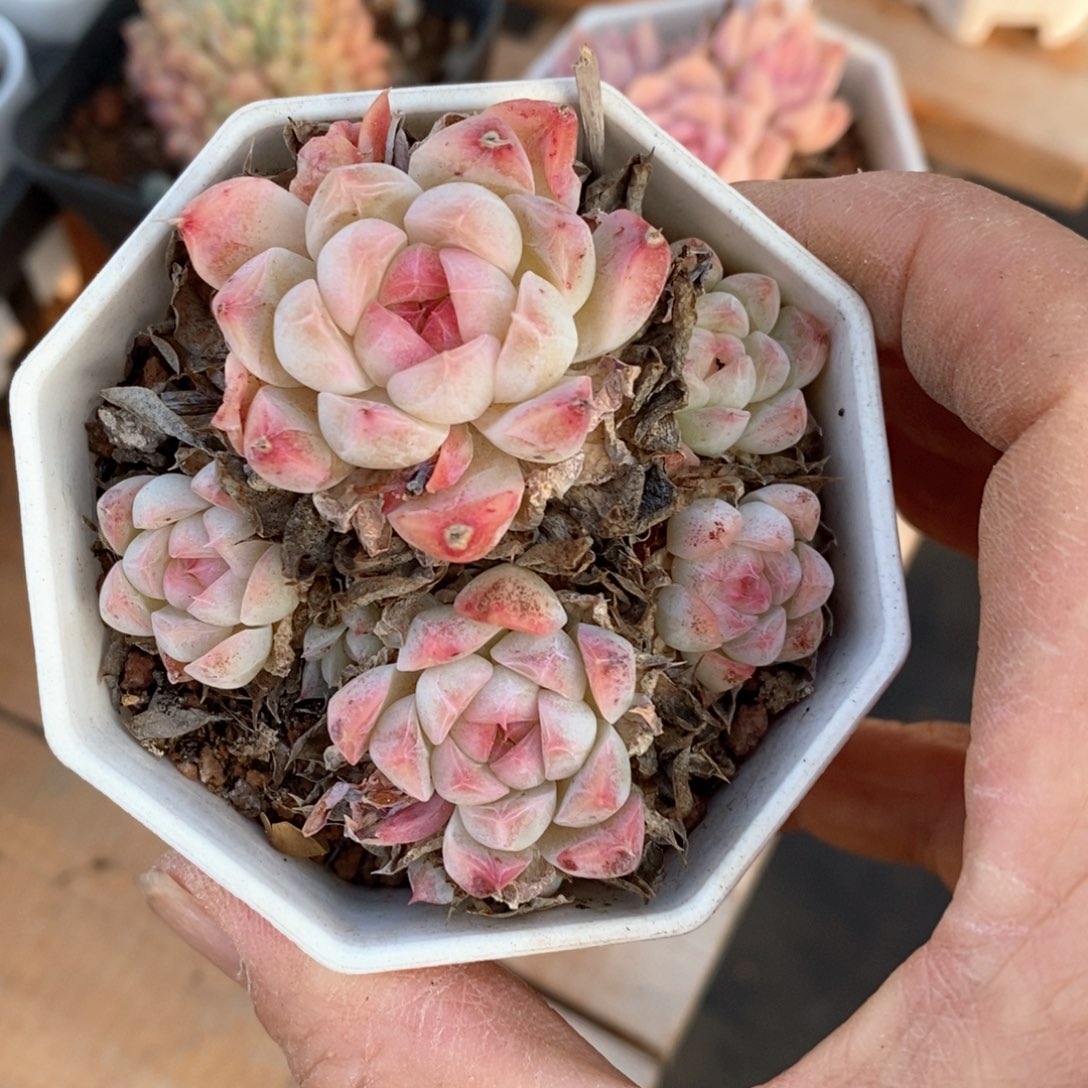 精品多肉一物一拍不包整591