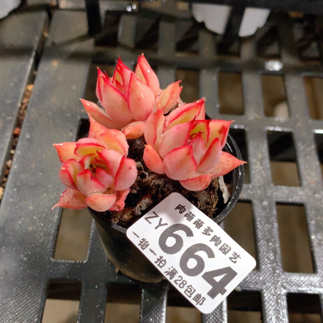 肉萌萌拇指盆精控多肉ZY664