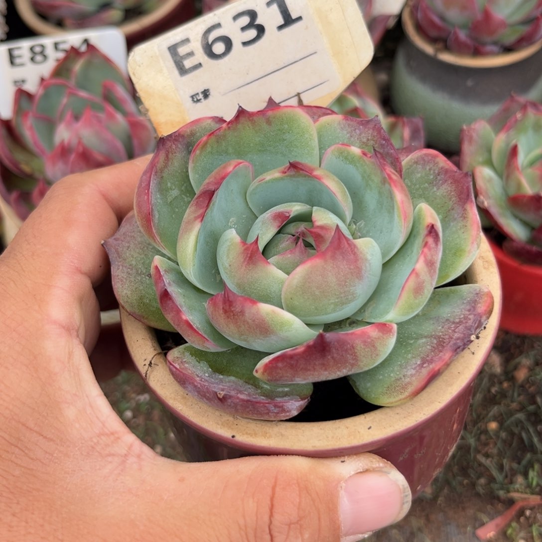 惊鸿一瞥631号多肉