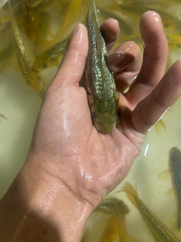 二选精选留养级黄猿补价专用