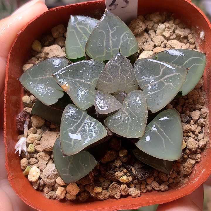 雅典娜带盆土发货