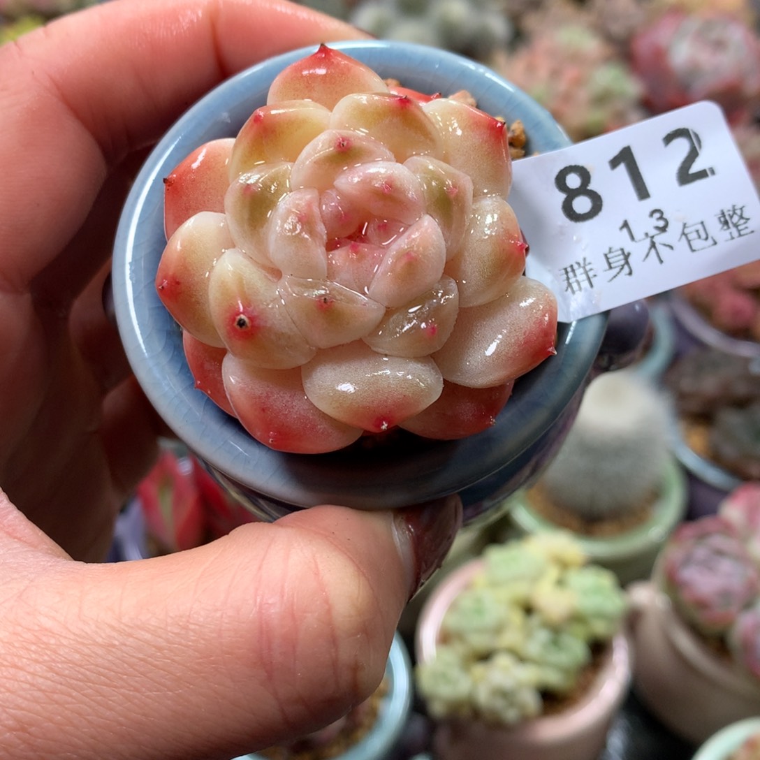 精控拇指盆1.3812