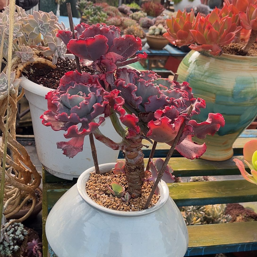 贝壳花笠带盆不包物流