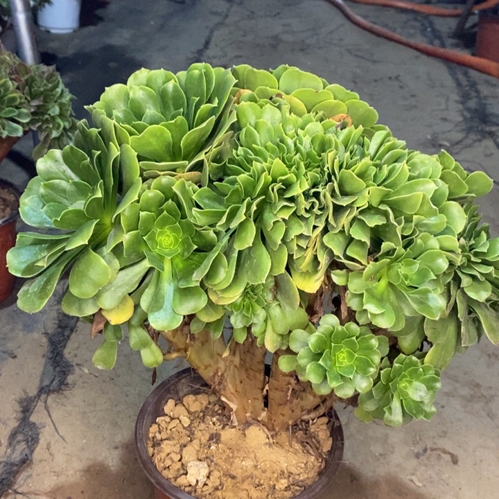 绿羊绒缀多肉植物90 