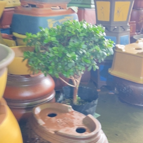 紫砂花盆紫砂紫砂 