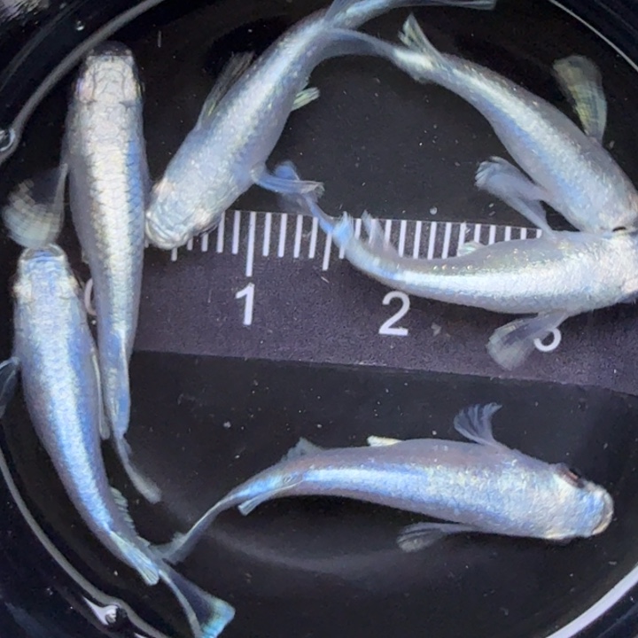 青鳉鱼短体天使21号