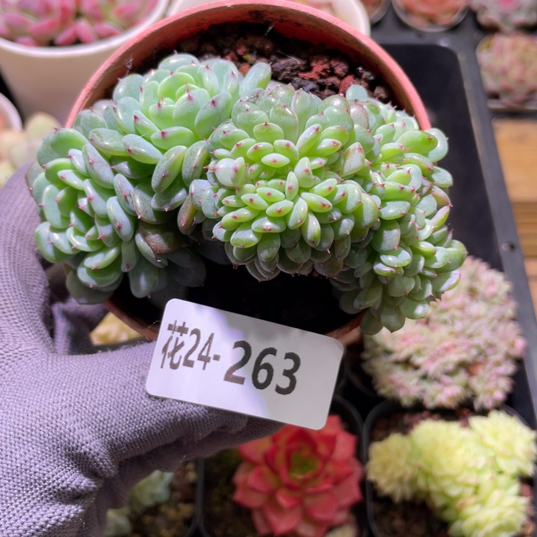 花利美24-263哈尼缀化
