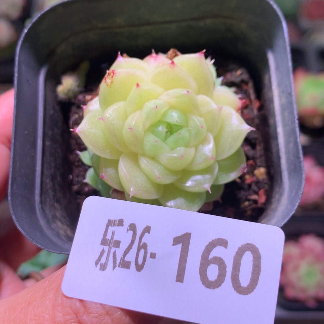 乐然26-160 麦秆群 