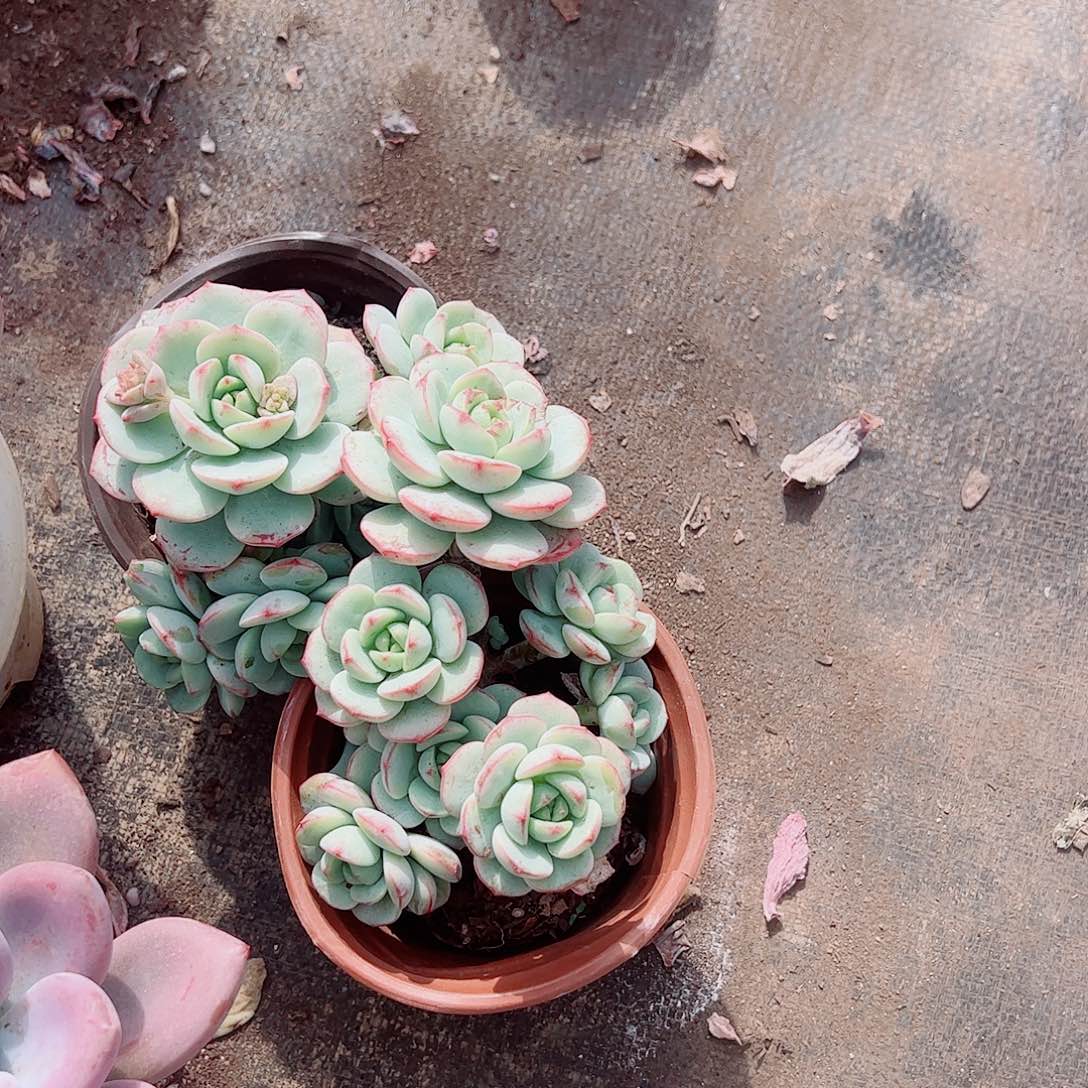 香草多头造型精品特价