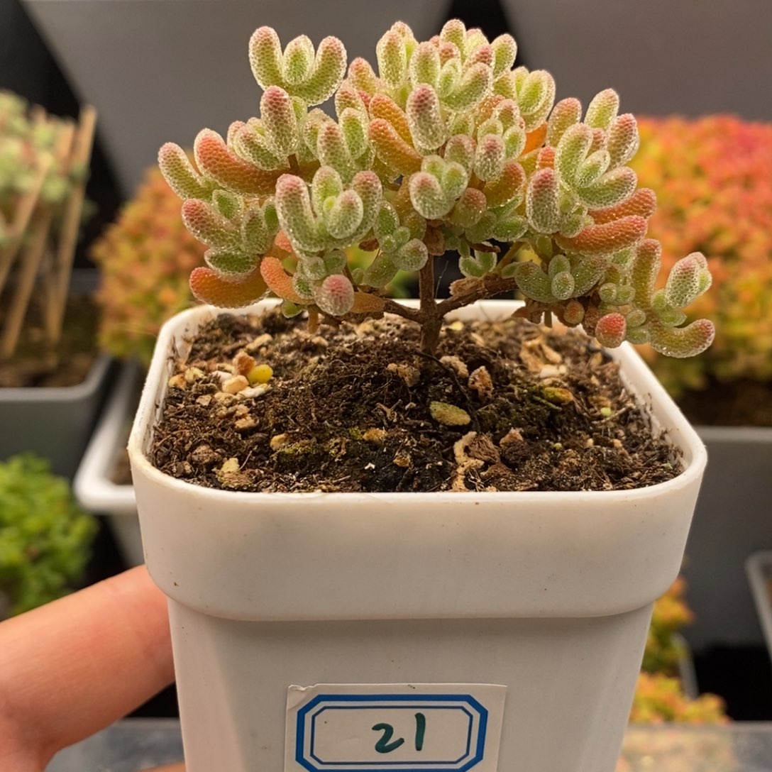 完全开放21号无花朵冰晶（6.5cm）